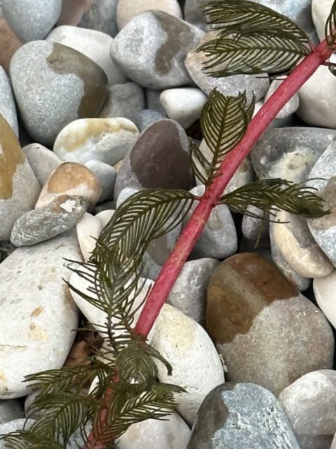 A leaf caught among lake pebbles.